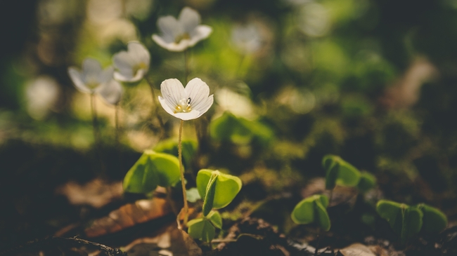 野生花草植物非主流摄影图片
