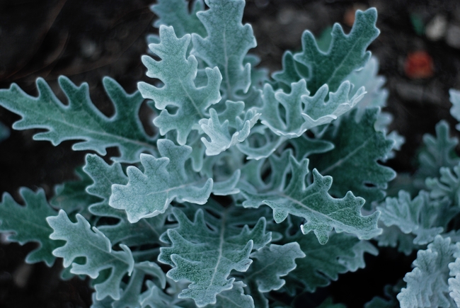 野生银豚草图片