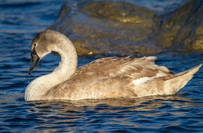 水中嬉戏疣鼻天鹅摄影图片