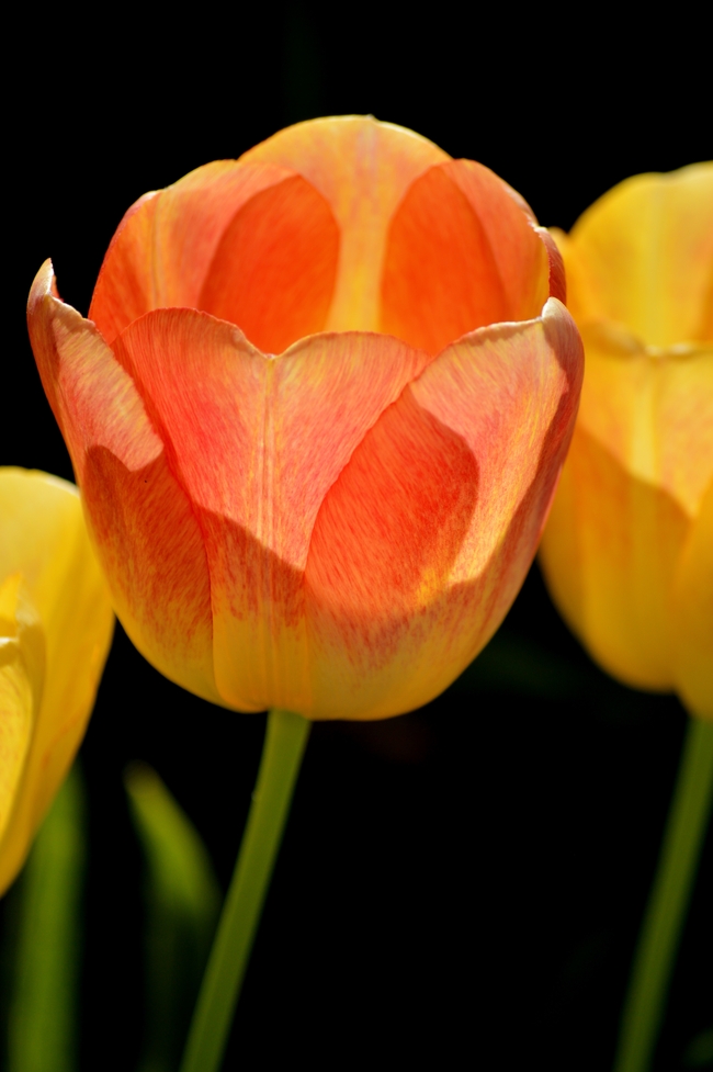 彩色郁金香花枝摄影图片