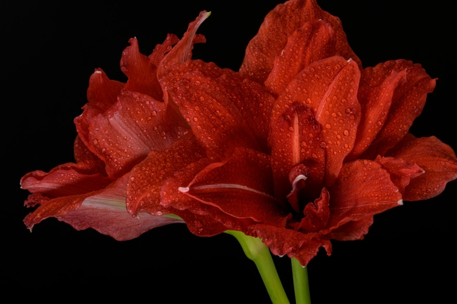 红色艳丽百合花图片