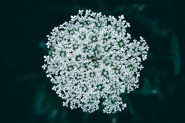 白色满天星花簇摄影图片