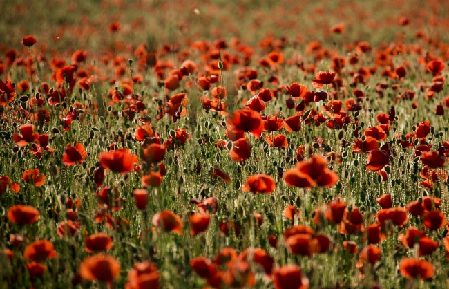野生罂粟花海摄影图片