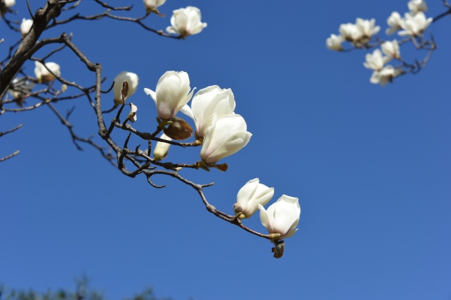 白色玉兰花壁纸图片