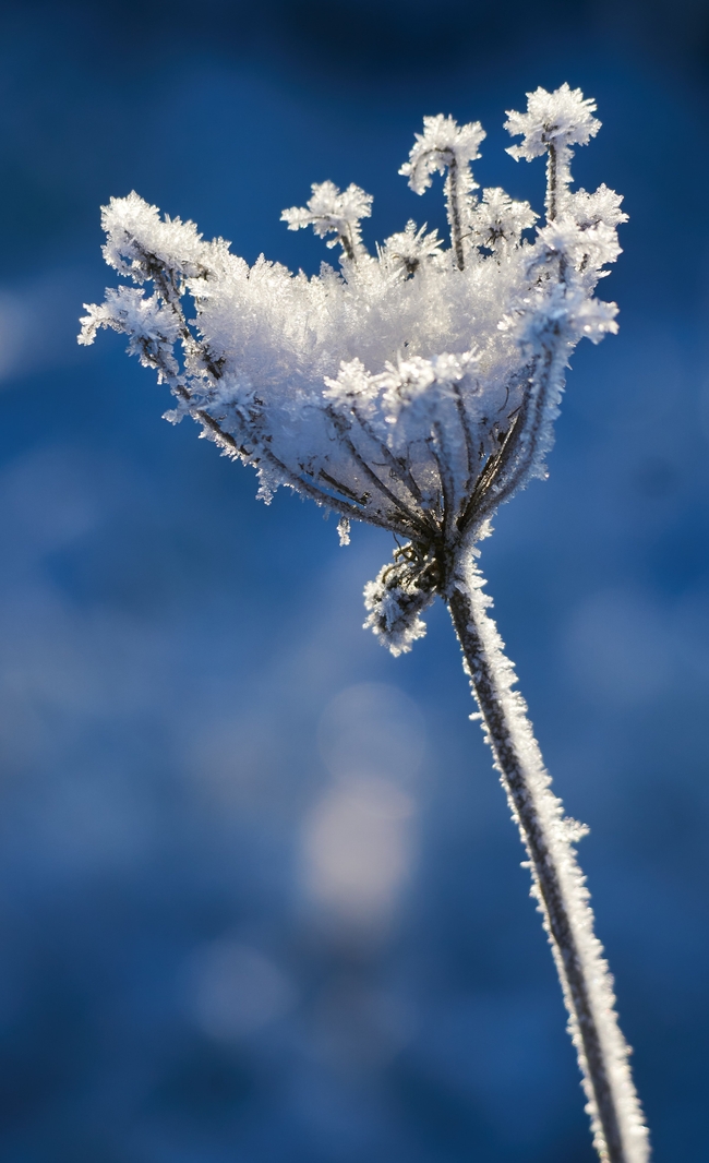 霜染野生植物图片