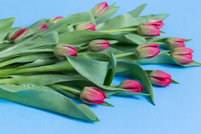 一束粉色郁金香花图片