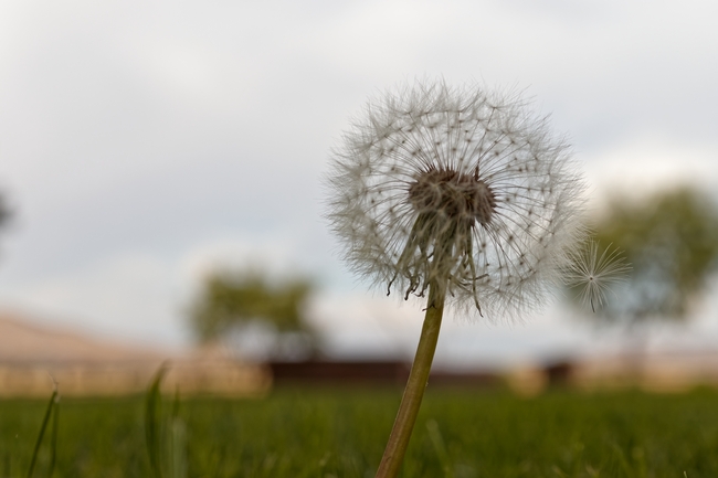 户外草地蒲公英植株摄影图片