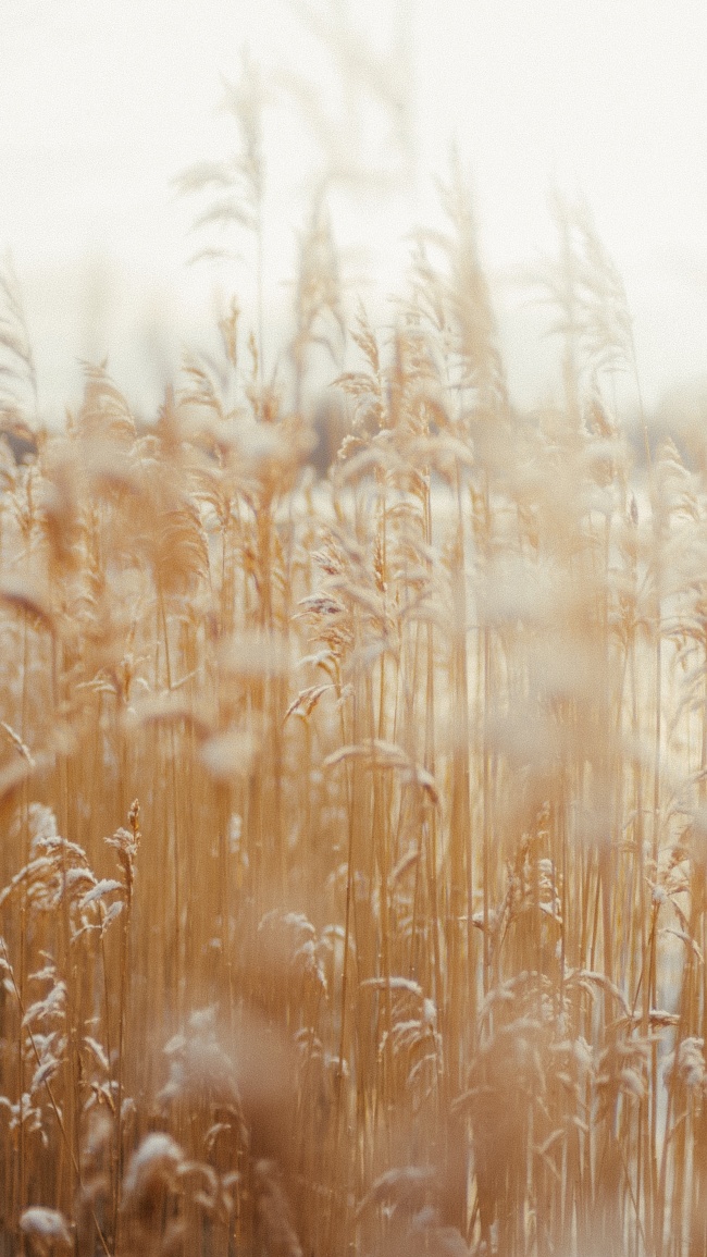 秋季芦苇荡图片