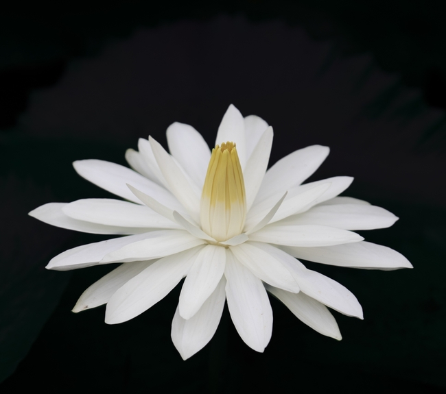 雪白色莲花盛开图片