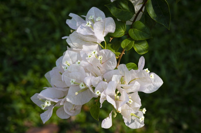 白色三角梅花枝图片