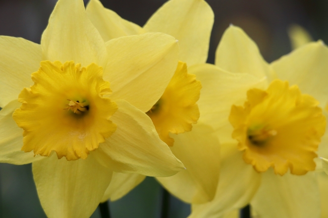 微距特写黄色喇叭水仙花摄影图片