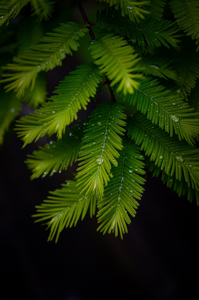 雨后冷杉树叶摄影图片