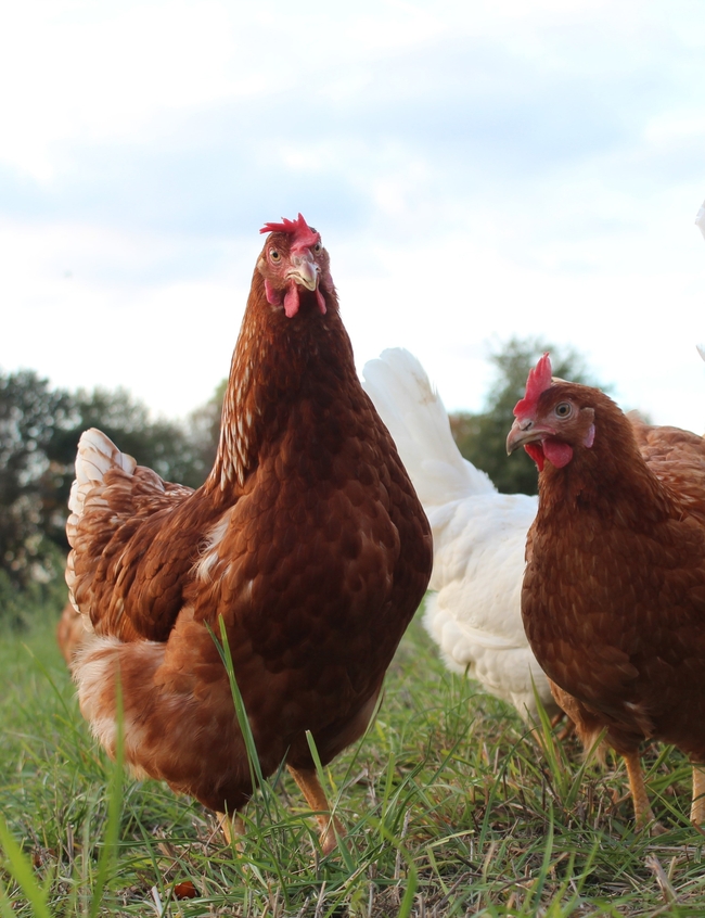 生态农场土鸡养殖图片