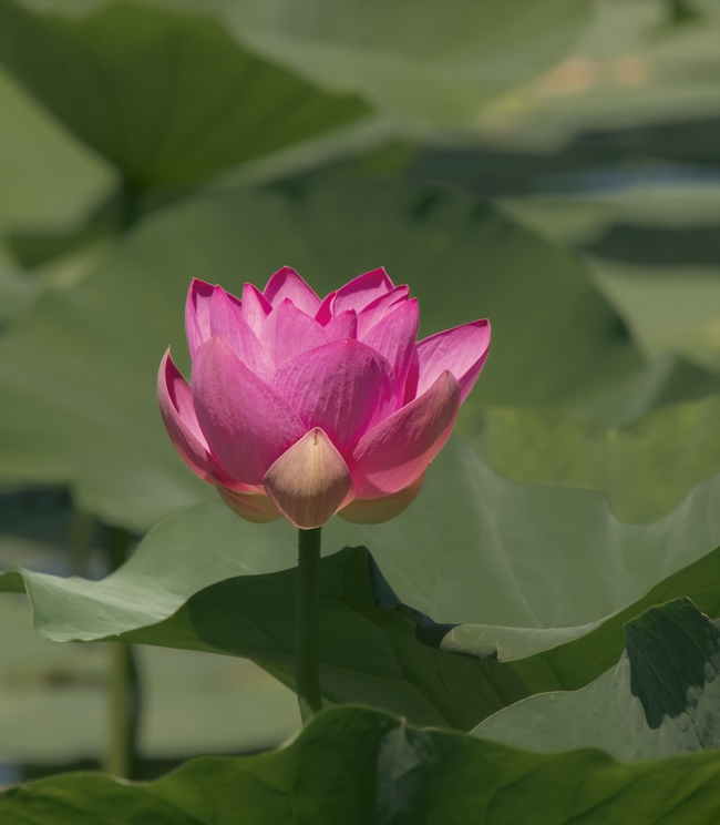 莲花池粉色莲花图片