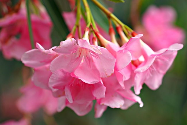 夹竹桃开花微距特写摄影图片