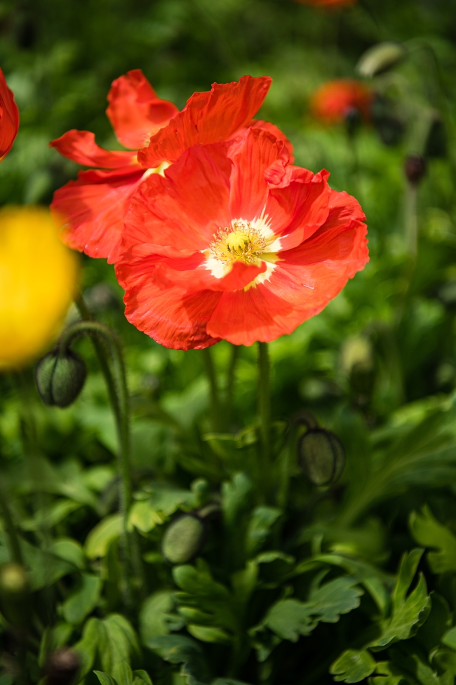 野生虞美人罂粟花图片