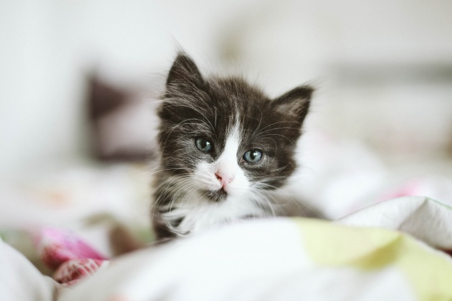 可爱卖萌小奶猫图片