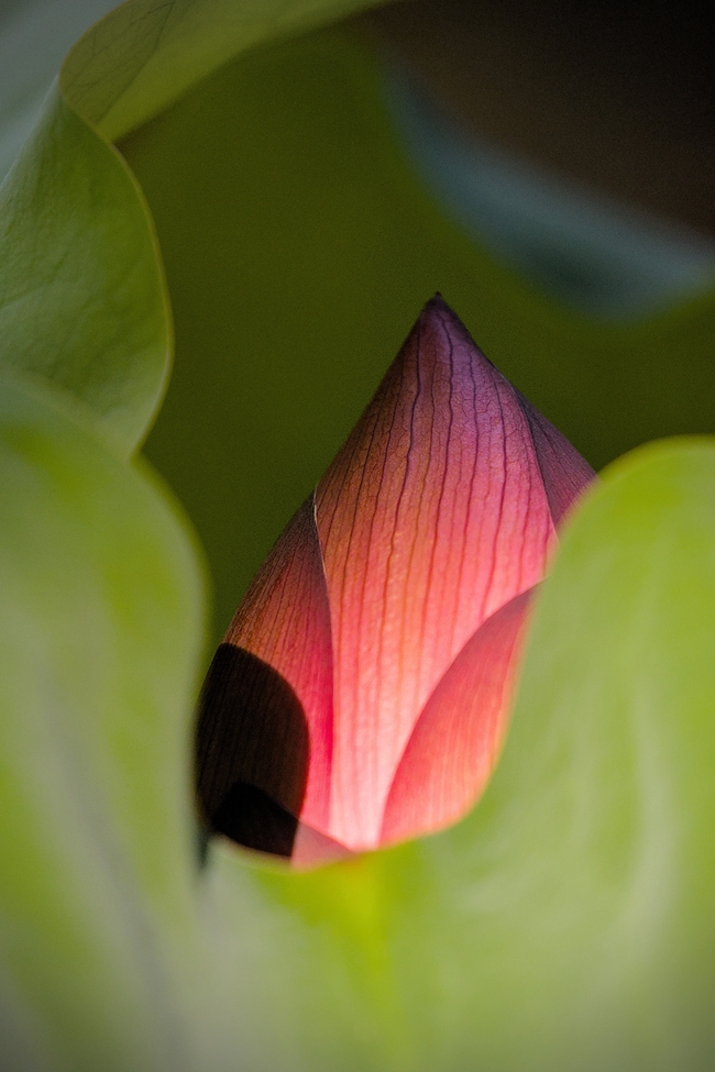 莲叶田田含苞待放莲花图片