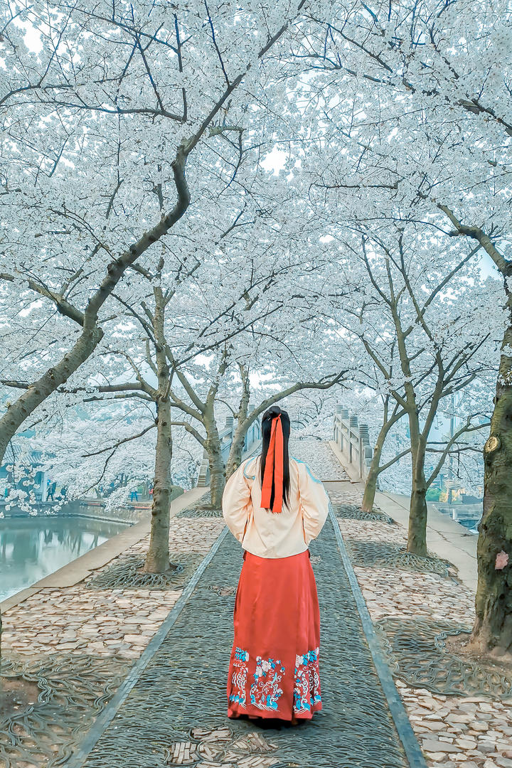 樱花树下的唯美意境古装古风美女背影写真图片