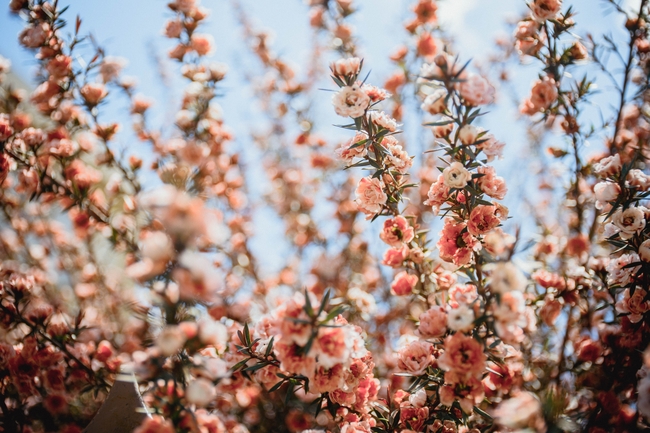 春天粉色桃花林图片
