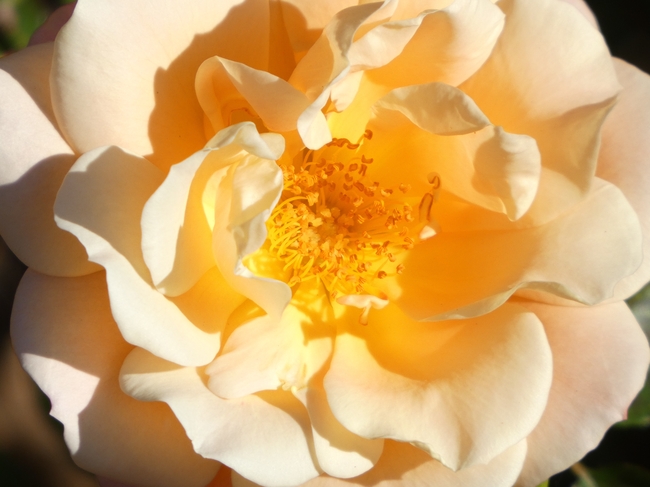 黄色牡丹花微距特写摄影图片