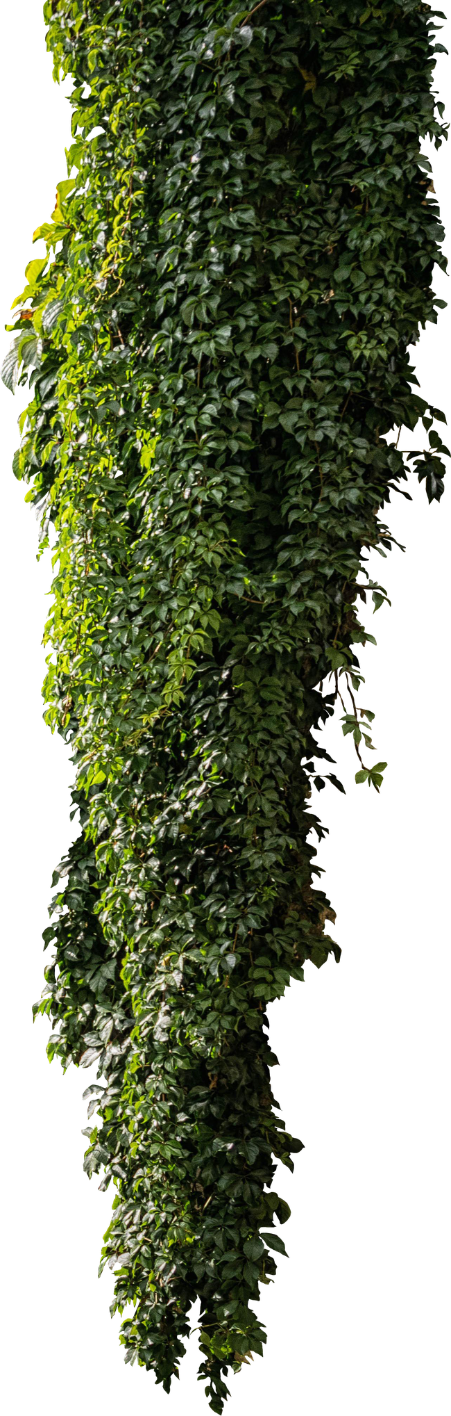 绿色常春藤爬山虎图片