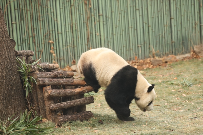 可爱国宝大熊猫图片