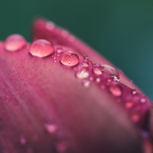 微距粉色郁金香花苞露珠图片
