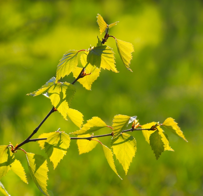 春天绿色枝叶图片