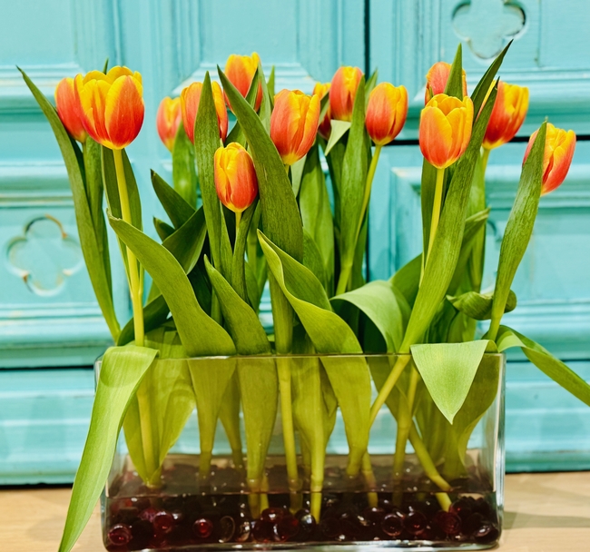 水培橙色郁金香摄影图片