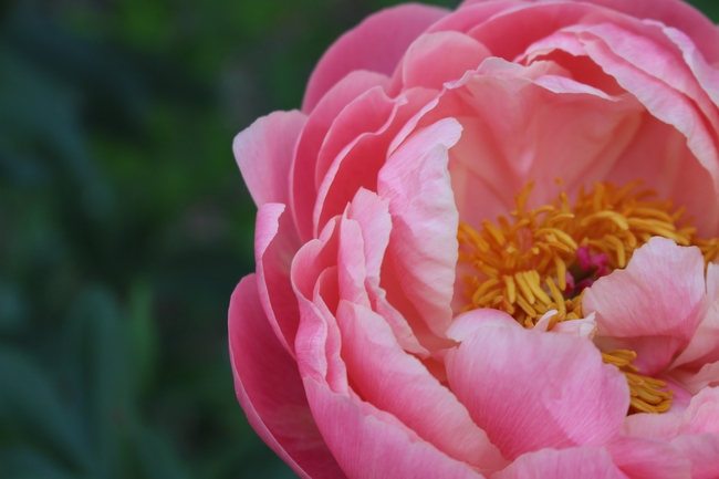 唯美清新淡雅微距特写牡丹花图片