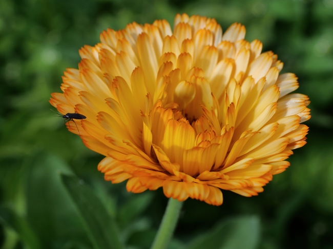 微距特写金盏菊摄影图片