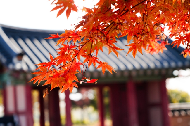 亭台楼阁红枫叶图片
