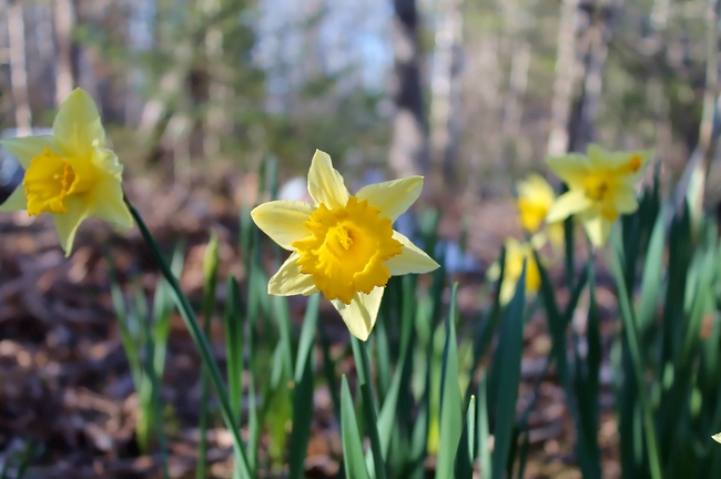 黄色野生喇叭水仙花图片