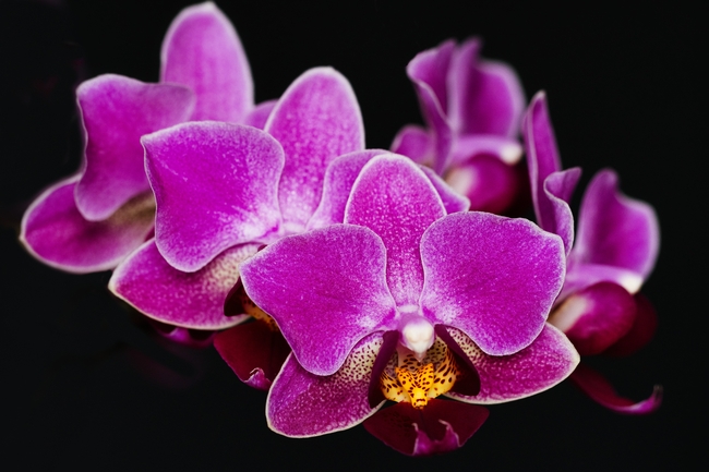 实拍紫色蝴蝶兰图片