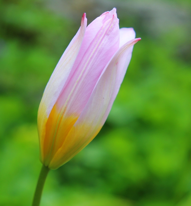 春天含苞待放郁金香图片