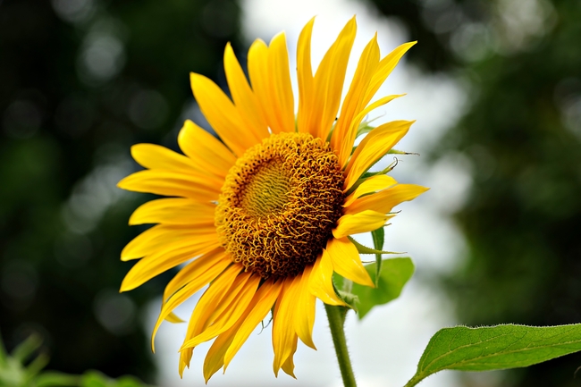 金色太阳花盛开图片