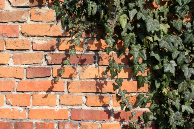 砖墙上的常春藤图片
