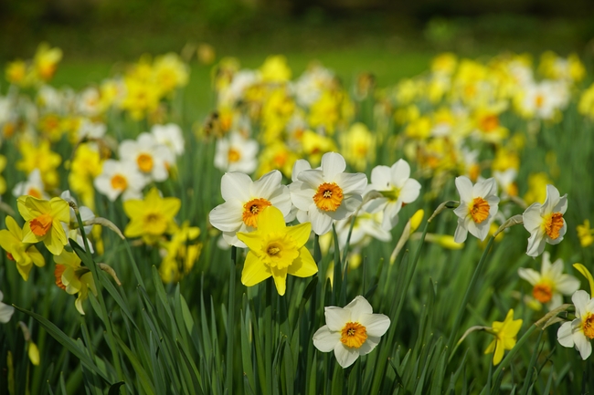 黄白相间水仙花花丛摄影图片