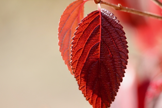 秋天枝头红色树叶摄影图片