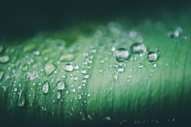 雨后绿叶水滴特写摄影图片