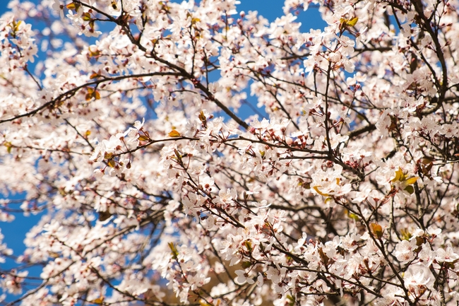 春天开花的树图片
