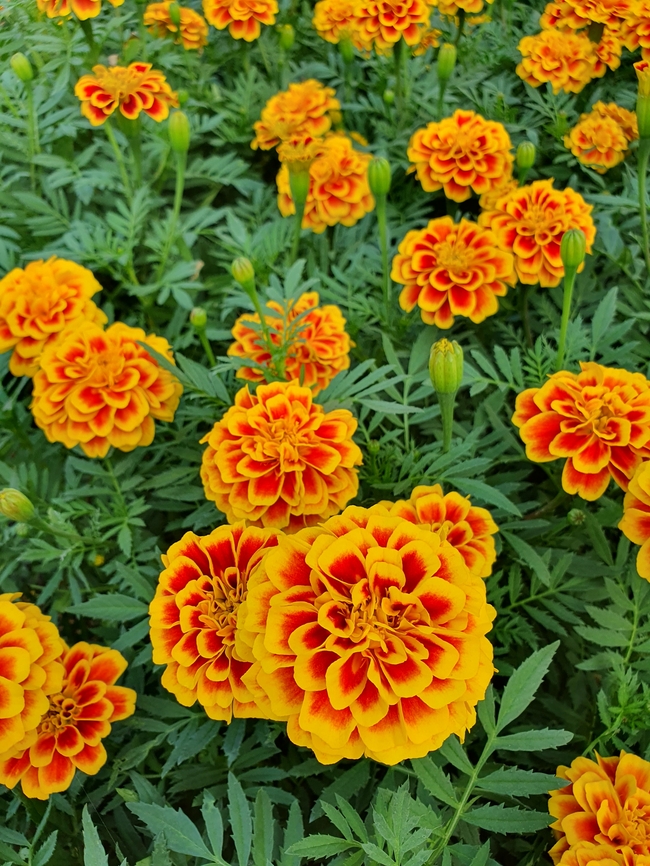 橙色万寿菊花海局部摄影图片