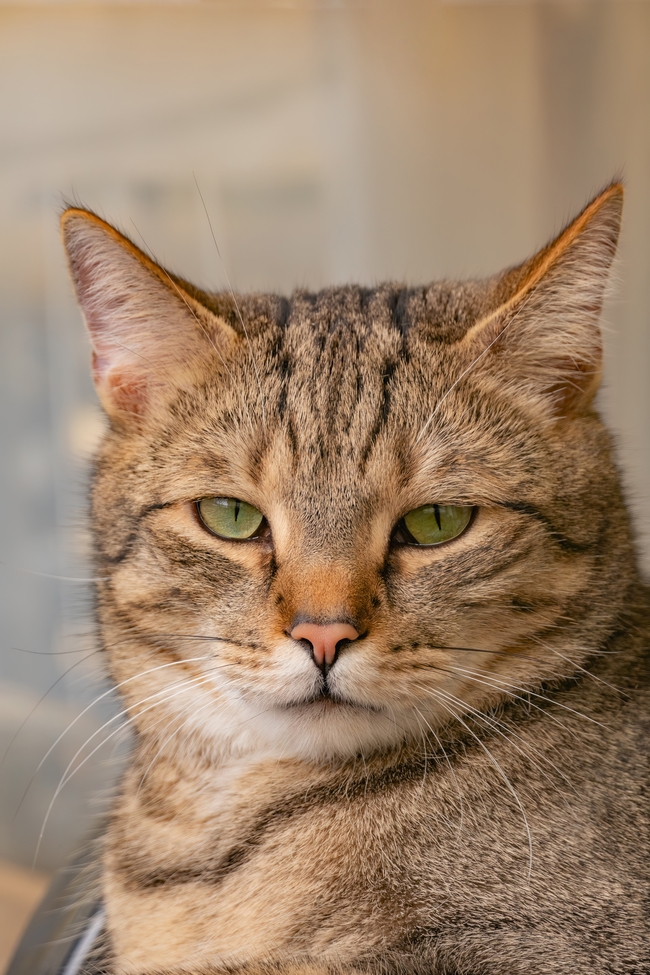 呆萌虎斑猫喵星人摄影图片