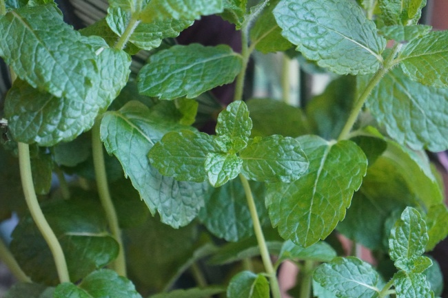 绿色草本叶子植物图片