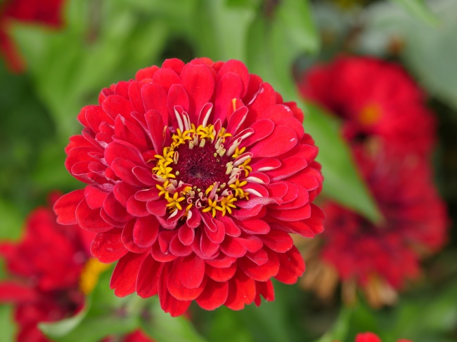 红色百日草花朵图片