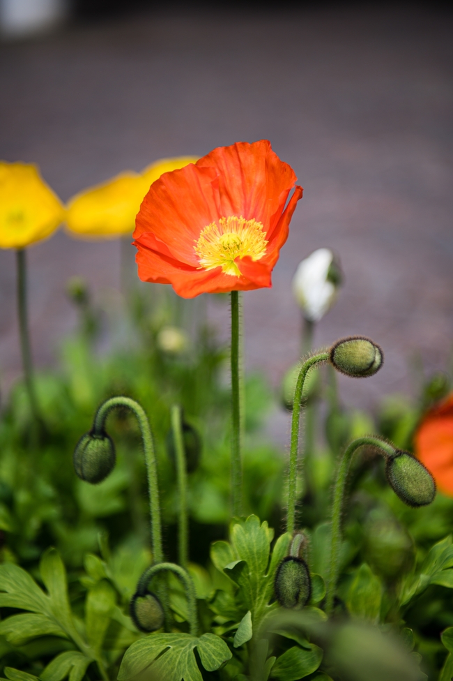 春天橙色虞美人罂粟花摄影图片