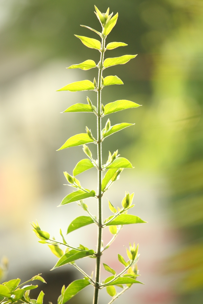 绿色清新植物叶子图片
