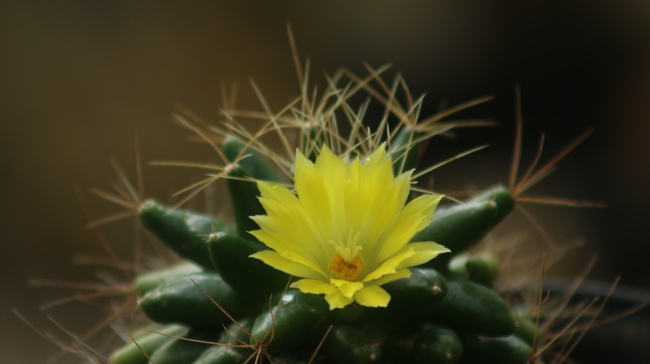 仙人掌黄色花朵开放图片