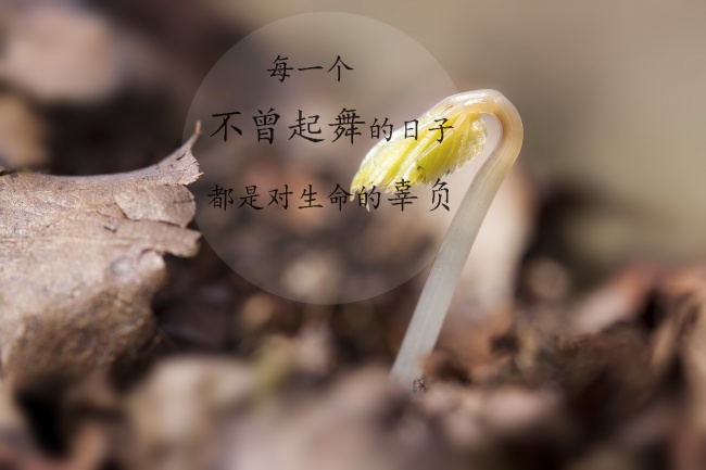 带文字图片
